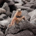 Closuep shot of the head of a Galapagos marine iguana on a rock