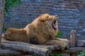 Closuep shot of a lion yawning while sitting on the wooden sticks in the zoo Royalty Free Stock Photo