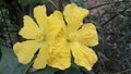 Closuep shot of two bautiful yellow hibiscus flowers Royalty Free Stock Photo