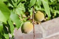 Closuep shot of two unripe peaches on a tree branch