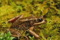 Closeup of an adult the red-legged frog , Rana aurorae on green