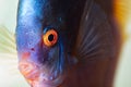 Closup of Blue Diamond Discus fish, detailed mouth and eye view Royalty Free Stock Photo