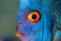 Closup of Blue Diamond Discus fish, detailed mouth and eye view Royalty Free Stock Photo
