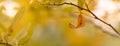 Closup of brown orange autumn leaf fall nature view on blurred background in garden with copy space using as background cover page