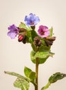 Closup of common lungwort, Pulmonaria officinalis, in spring Royalty Free Stock Photo