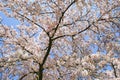 Closup of early spring blooming japanese cherry pink white blossom tree branches against clear blue sky