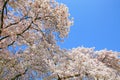 Closup of early spring blooming japanese cherry pink white blossom tree branches against clear blue sky