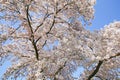 Closup of early spring blooming japanese cherry pink white blossom tree branches against clear blue sky