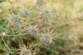 closup of Echinops Polyceras flower in the desert