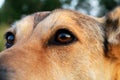 Closup at eye of Smart dog looking away in nature Royalty Free Stock Photo