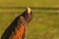 Closup of Falcon in the sunset Royalty Free Stock Photo