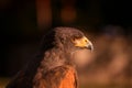 Closup of Falcon in the sunset Royalty Free Stock Photo