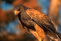 Closup of Falcon in the sunset Royalty Free Stock Photo