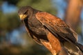Closup of Falcon in the sunset Royalty Free Stock Photo