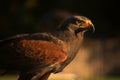 Closup of Falcon in the sunset Royalty Free Stock Photo
