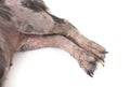Closeup legs of dog sick leprosy skin problem with white background