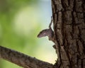 Closeup of a lizzard on a tree Royalty Free Stock Photo