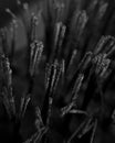 This is the closup macro photography image of metal brush