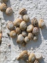 Many Mediterranean sand snails Theba pisana hanging on a white wall in the midday heat in Porthcurno southern England