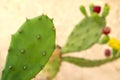 Closup of opuntia cactus flower in Locorotondo town, Italy, Apulia region