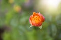 Closup orange rose flower over blurred nature background