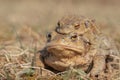Closup of a pair of toads (Bufo bufo) Royalty Free Stock Photo
