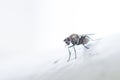 Closup picture of a drinking fly Royalty Free Stock Photo