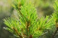 Bright green fluffy pine branch with tiny sparkling net on it