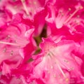 Closup from a pink Rhododendron Blossom with Pistil, Macro Details Royalty Free Stock Photo