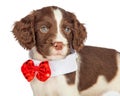 Closup Puppy Wearing Red Christmas Tie Royalty Free Stock Photo