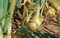 Closup of ripe yellow brown common bulb onions plants allium cepa in agricultural field, dry soil - Germany