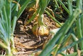 Closup of ripe yellow brown common bulb onions plants allium cepa in agricultural field, dry soil - Germany