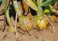 Closup of ripe yellow brown common bulb onions plants allium cepa in agricultural field, dry soil - Germany