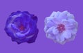 Closup, Set of blue and white roses blossom blooming isolated on violet background for stock photo or advertising product, Royalty Free Stock Photo