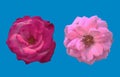 Closup, Set of pastel and red roses blossom blooming isolated on pure cyan background for stock photo or advertising product, Royalty Free Stock Photo