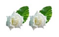 Closup, Set two white roses blossom blooming with green leaf isolated on white background for stock photo or advertising product, Royalty Free Stock Photo