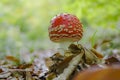 Closup shot of the Amanita muscaria (Fly agaric) fungus in the woods Royalty Free Stock Photo