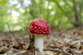 Closup shot of the Amanita muscaria (Fly agaric) fungus in the woods Royalty Free Stock Photo