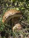 Closup shot of the Penny Bun fungus in the woods