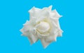Closup, Single white roses blossom blooming isolated on light cyan background for stock photo or advertising product, beauttiful Royalty Free Stock Photo