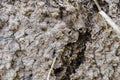 Termites Crawling Out Of Nest Royalty Free Stock Photo