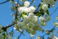 Closup-up on Cherry tree with white flowers - Parc de Sceaux, France