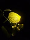 Closup view of green leaf and Artabotrys hexapetalus plant flower is exposed to led light in the dark backgrond