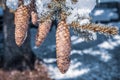 Closup view of pine cone hanhing on the tree branch