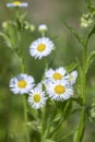 Annual fleabane (Erigeron annuus).