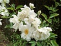 Closup of white rose foliage view