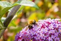 Closup of wild bee fedding at buddleja davidii butterfly bush flowers. Shallow depth of field.