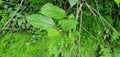 Closure look of beautiful and attractive green colour leaves