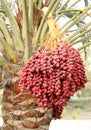 Closure look of the bunch of dates Royalty Free Stock Photo