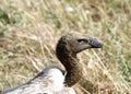 Closure look at Ruppell's Griffon Vulture